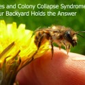 Bees and Colony Collapse Syndrome: Your Backyard Holds the Answer