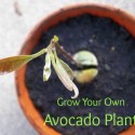 Grow Your Own Avocado Plant