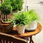 The purifying power of House Plants