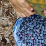 Blueberry Picking