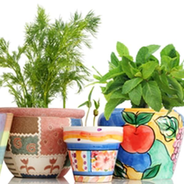 The Beauty of Container Gardening