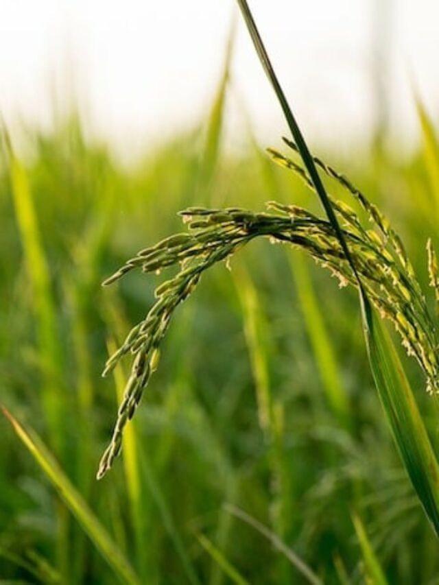 What You Should Know About Arsenic in Organic Rice Story