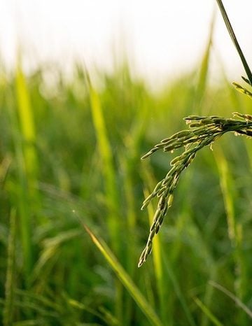 What you need to know about arsenic in organic rice