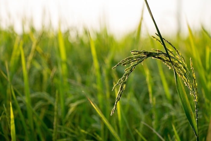 What you need to know about arsenic in organic rice