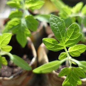 5 Tips for Growing Your Own Vegetable Seedlings