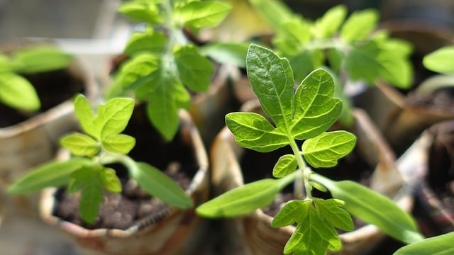 5 Tips for Growing Your Own Vegetable Seedlings