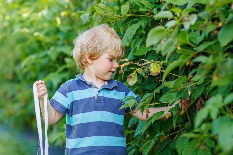 easy Vegetables to Grow With Kids