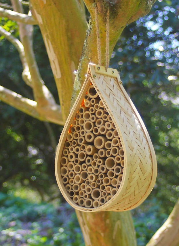 The Benefits of Solitary Bees & How to Raise Them