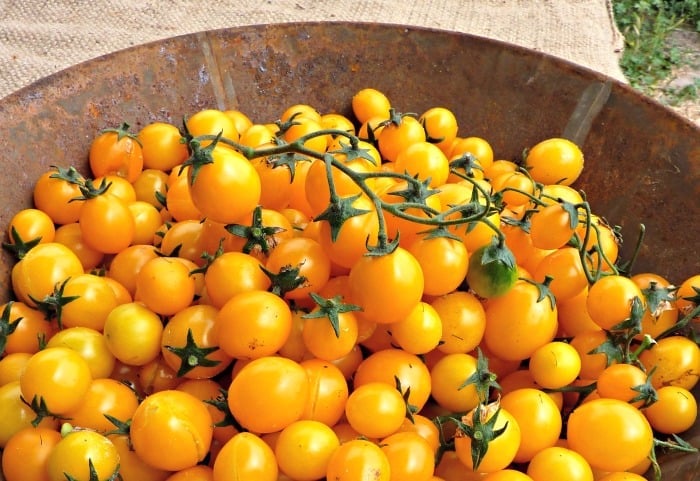 Tomatoes: One of the 10 easiest vegetables to grow from seeds