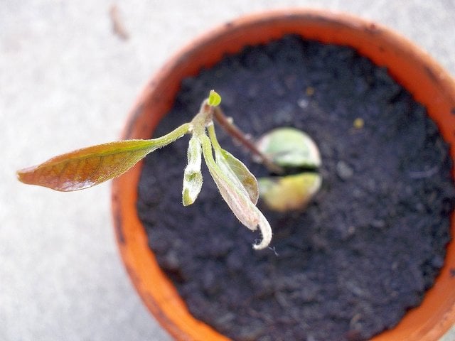 HOW TO: Grow an Avocado Tree from an Avocado Pit