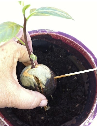 Grow an Avocado plant