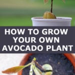 growing your own avocado plant from a pit