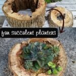 Creative repurposed planters from tree stumps