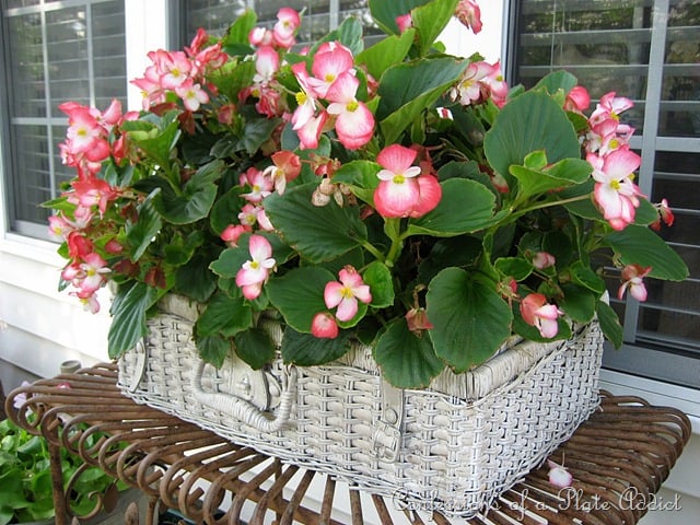 upcycled picnic basket planter