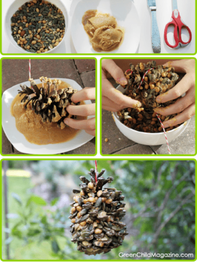 Creative DIY Organic Nuts & Seeds Bird Feeder Craft Story