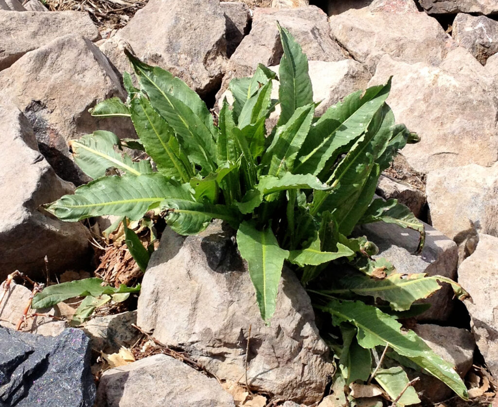 yellow dock root for DIY iron syrup