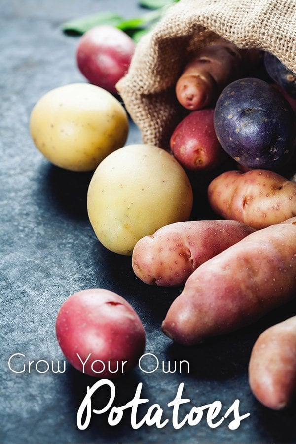 Grow Your Own Potatoes