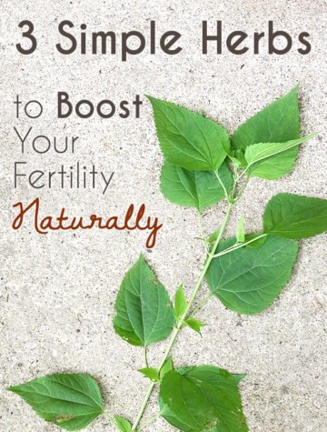 herbs for fertility - herbs to get pregnant fast