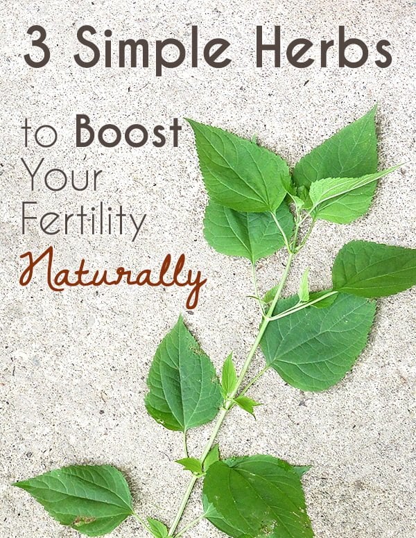 3 Herbs for Fertility to Help Get Pregnant Naturally