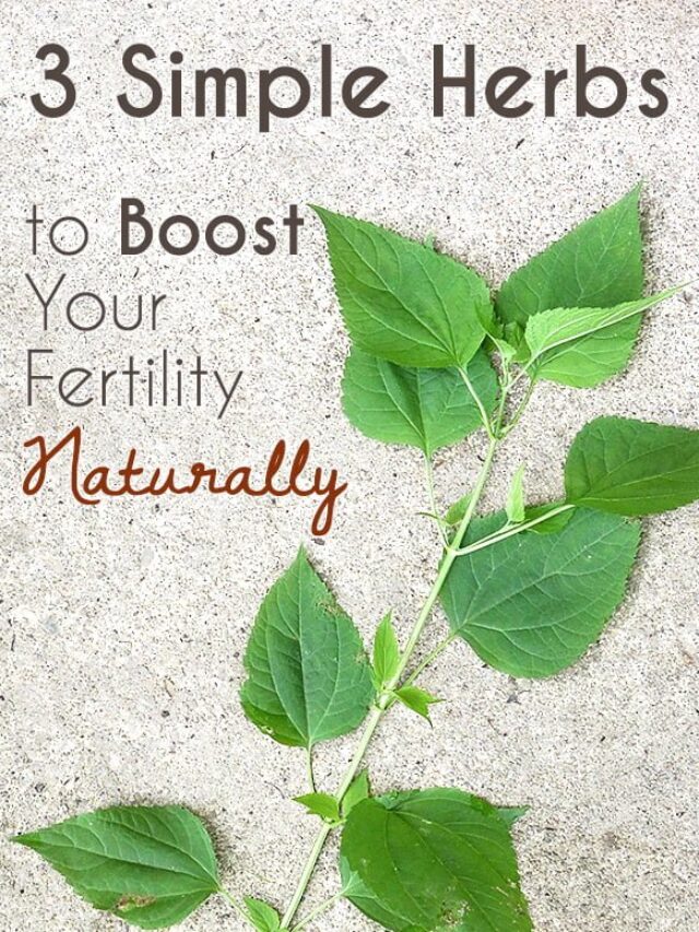 3 Herbs for Fertility to Help Boost Your Odds for Getting Pregnant