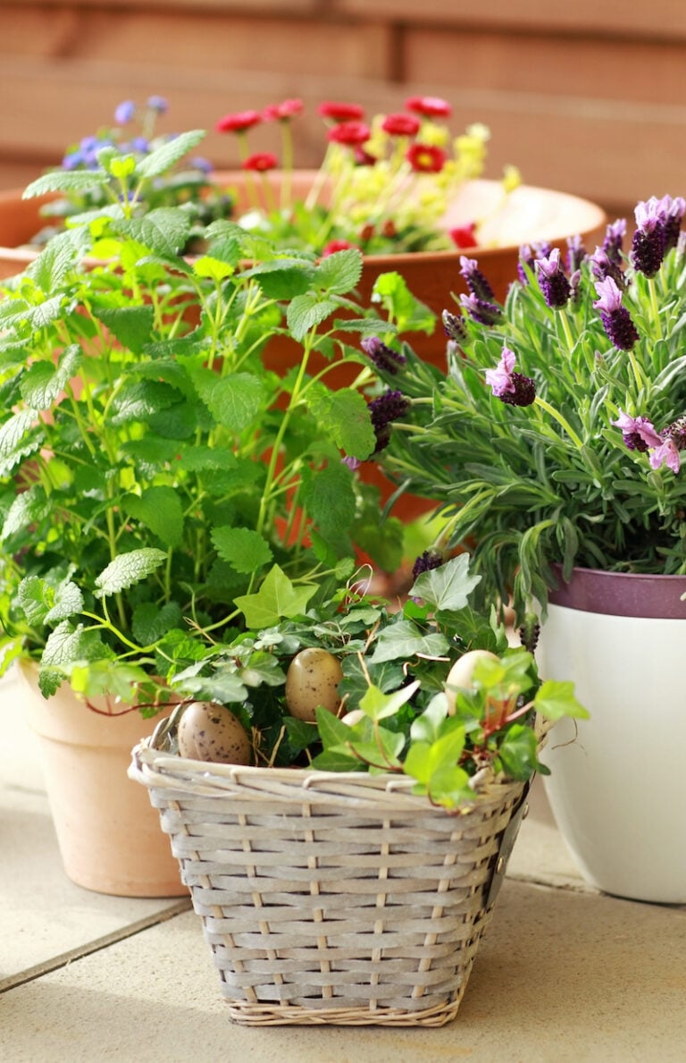 Container Gardening: Growing Beautiful Food & Plants