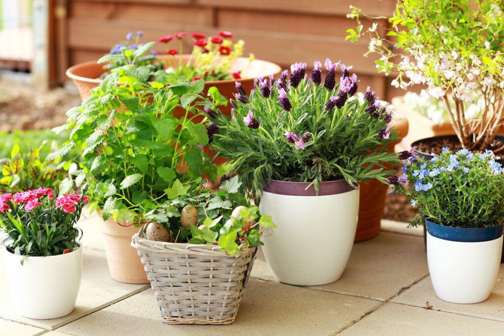 container gardening benefits