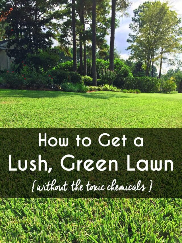 3 Steps To a Greener, Kid-Friendly Lawn without Chemicals Story