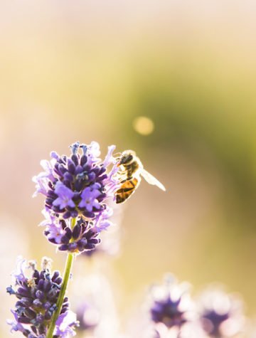 Natural remedies for seasonal allergies