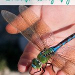 Big Emotions & the Beautiful Dragonfly - Guided meditation script