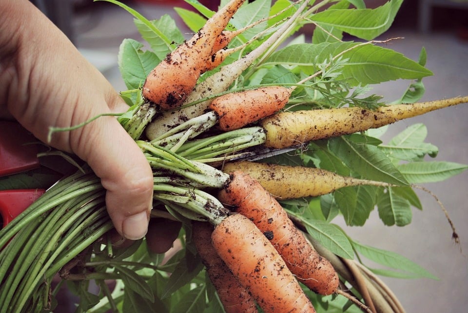Handful of organic carrots just picked and still covered in dirt