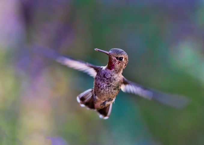Your Yard Matters for Hummingbirds and Other Crucial Pollinators