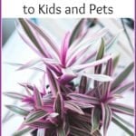 Indoor Plants that can be harmful to kids & pets