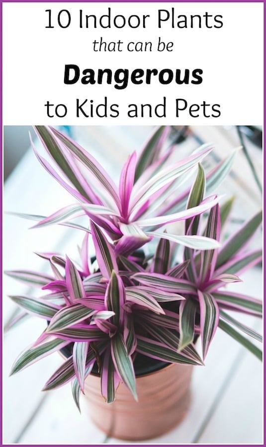 10 Indoor Plants That Can Be Dangerous to Kids and Pets