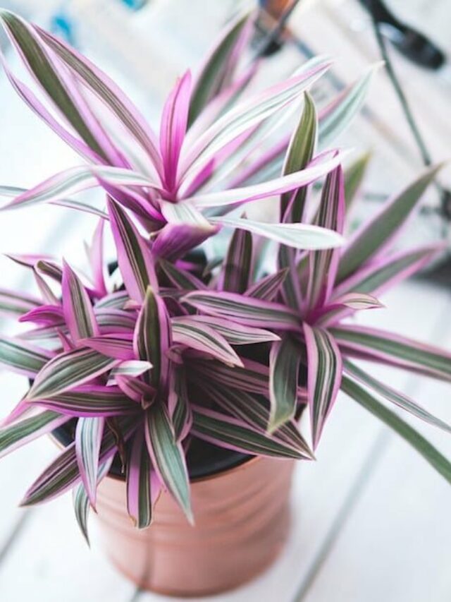 10 Indoor Plants That May Be Dangerous to Kids and Pets Story