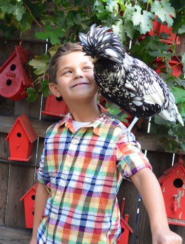 Children & Chickens: What backyard chickens can teach kids