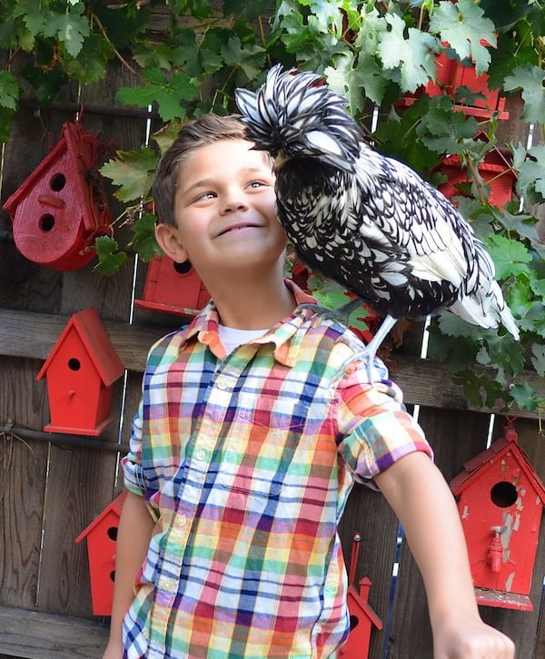 Children & Chickens: What backyard chickens can teach kids