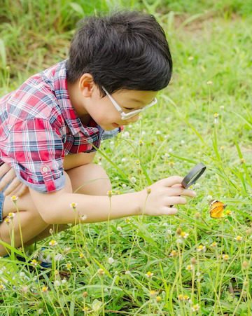 Outdoor Activity: Backyard Bug Count