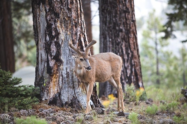 Camping and Wildlife: How to Safely Observe Animals in their Natural Habitat