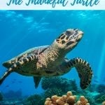 In this guided relaxation, your child will meet The Thankful Turtle. He's here to remind us of all the things we have to be thankful for, even when our days are sometimes rough.