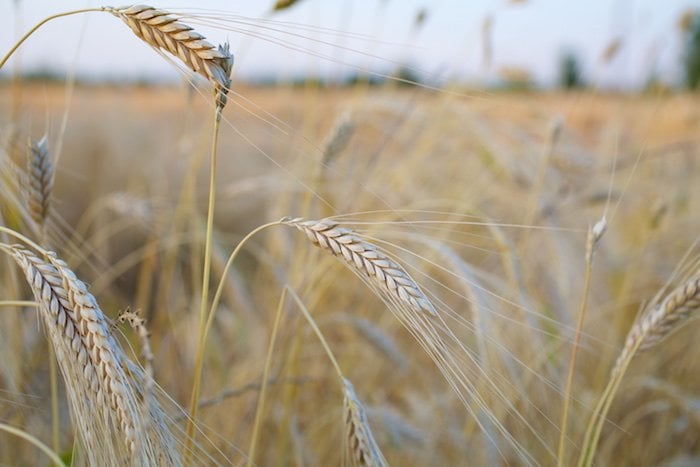 Einkorn flour: the benefits and why it is superior to modern wheat