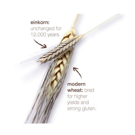 Einkorn Flour vs. Modern Wheat