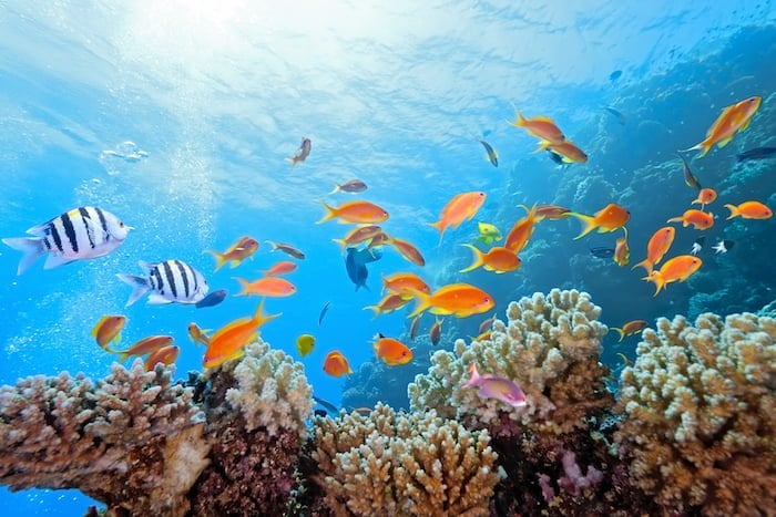 Are All Sunscreens Damaging Coral Reefs | Green Child Magazine