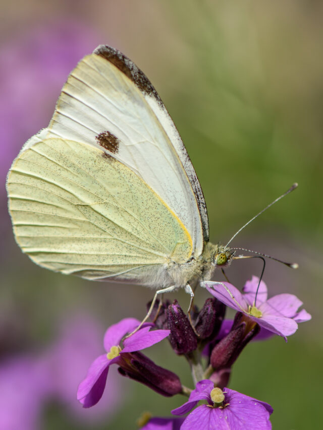How to Create a Wildlife Garden Story
