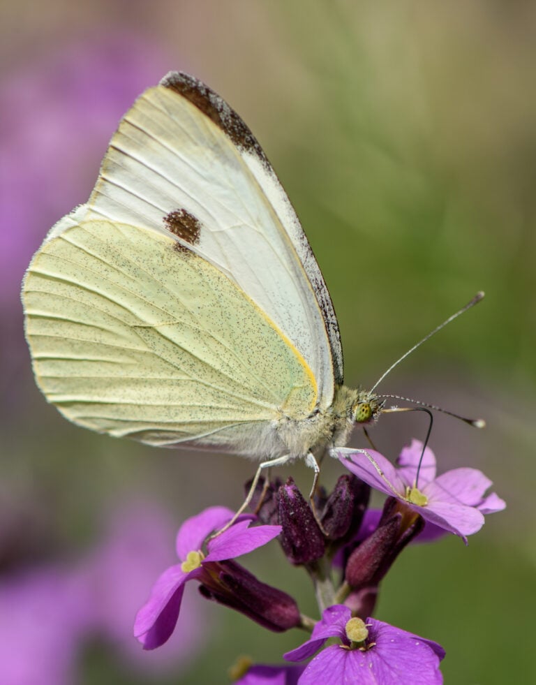 How to Create a Wildlife Garden