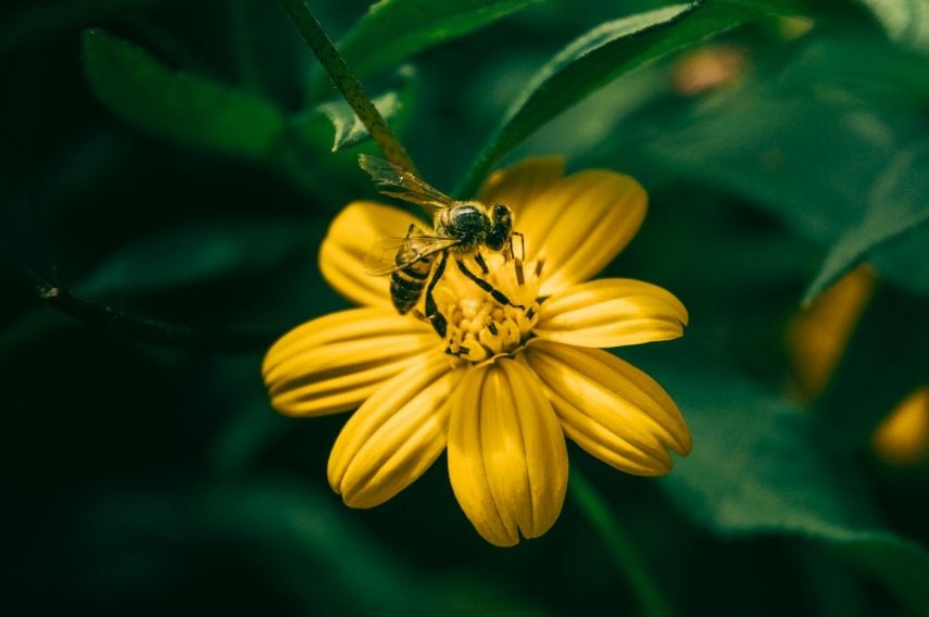 Are There Any Natural Way To Keep Wasps Away Are There Any Natural Way To Keep Wasps Away