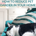 Black and white cat on teal couch in a pet friendly and allergy friendly home