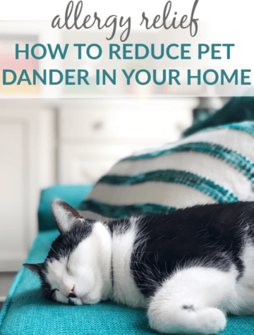 Black and white cat on teal couch in a pet friendly and allergy friendly home