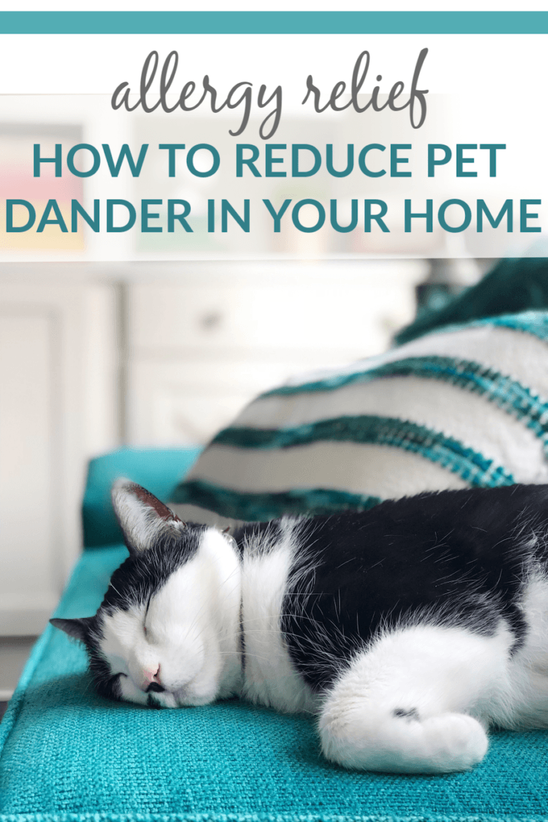 How to Reduce Pet Dander & Allergies in Your Home