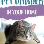 reduce pet dander and allergies