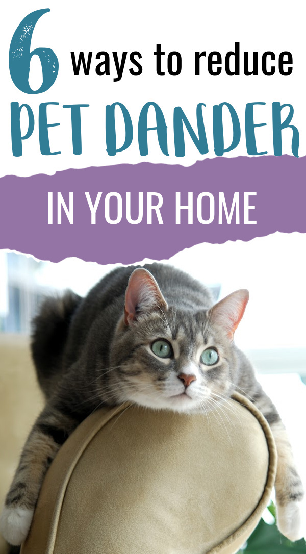How to Reduce Pet Dander in Your Home